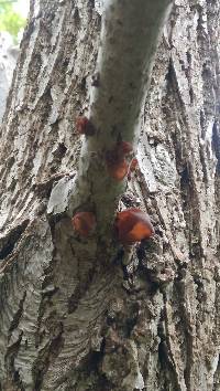 Auricularia auricula-judae image