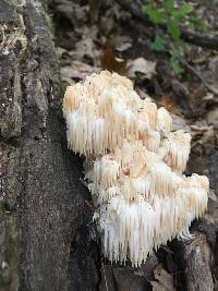 Hericium americanum image