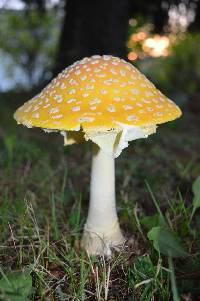 Amanita muscaria image