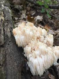 Hericium americanum image