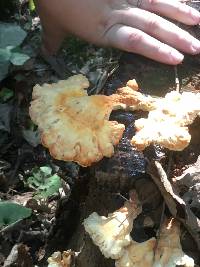 Laetiporus sulphureus image