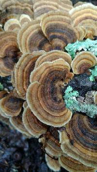 Trametes versicolor image