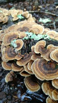 Trametes versicolor image