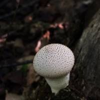 Lycoperdon perlatum image