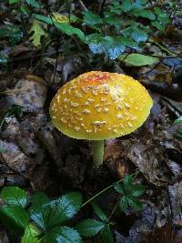 Amanita muscaria image