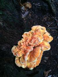 Laetiporus sulphureus image