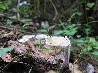 Polyporus arcularius image