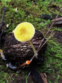 Mycena luteopallens image