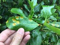 Puccinia coprosmae image