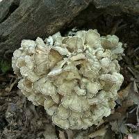 Grifola frondosa image