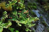 Lobaria pulmonaria image