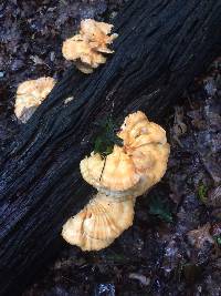 Laetiporus sulphureus image