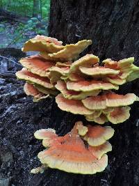 Laetiporus sulphureus image