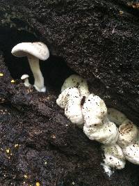 Entoloma abortivum image