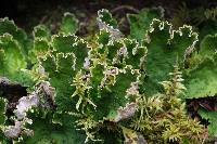 Peltigera leucophlebia image