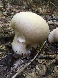 Calvatia cyathiformis image