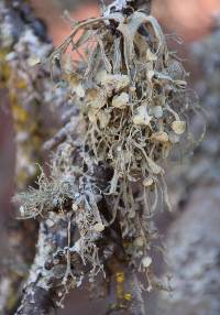 Ramalina leptocarpha image