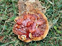 Ganoderma sessile image