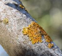 Xanthoria parietina var. parietina image