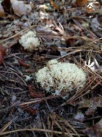 Clavulina coralloides image