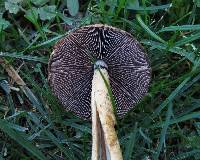 Lacrymaria lacrymabunda image