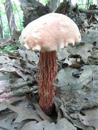 Boletellus russellii image