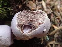 Cortinarius traganus image