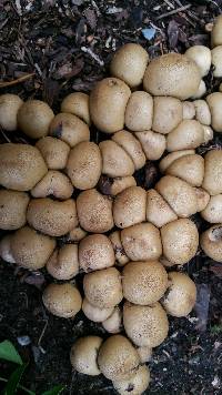 Lycoperdon pyriforme image