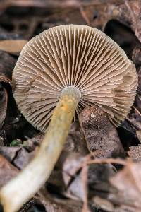 Cortinarius tessiae image