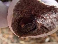 Cortinarius traganus image