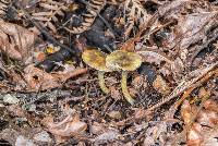 Cortinarius tessiae image