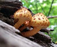 Pholiota aurivella image