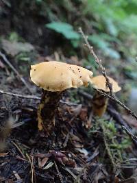 Cantharellus formosus image