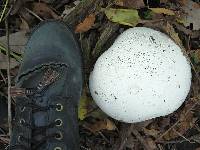 Calvatia gigantea image