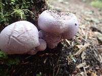 Cortinarius traganus image