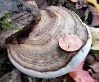 Ganoderma applanatum image