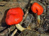 Leratiomyces erythrocephalus image