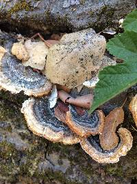 Trametes versicolor image