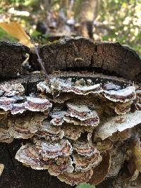 Trametes versicolor image