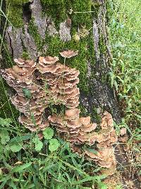 Trametes versicolor image