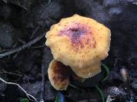 Flammulina velutipes image