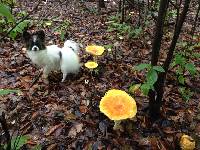 Amanita muscaria var. guessowii image