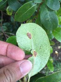 Puccinia coprosmae image