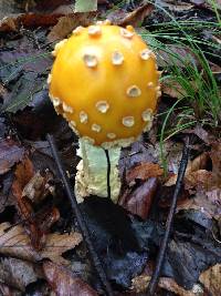 Amanita muscaria image