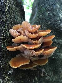 Flammulina velutipes image