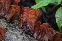 Trametes versicolor image