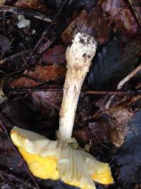 Amanita muscaria image