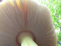 Amanita muscaria image