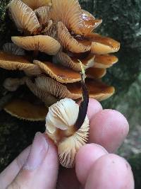 Flammulina velutipes image