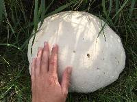 Calvatia gigantea image